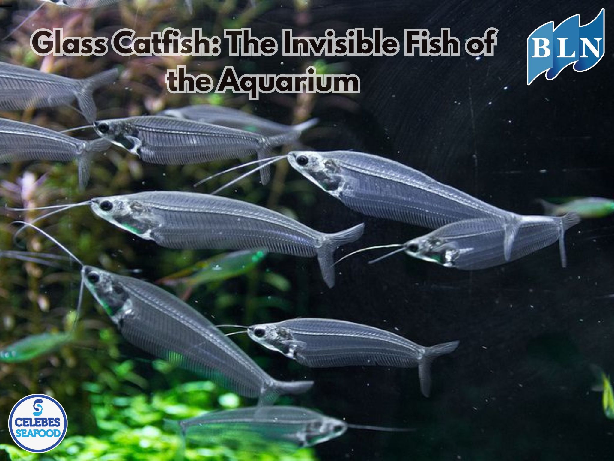Glass Catfish: The Invisible Fish of the Aquarium